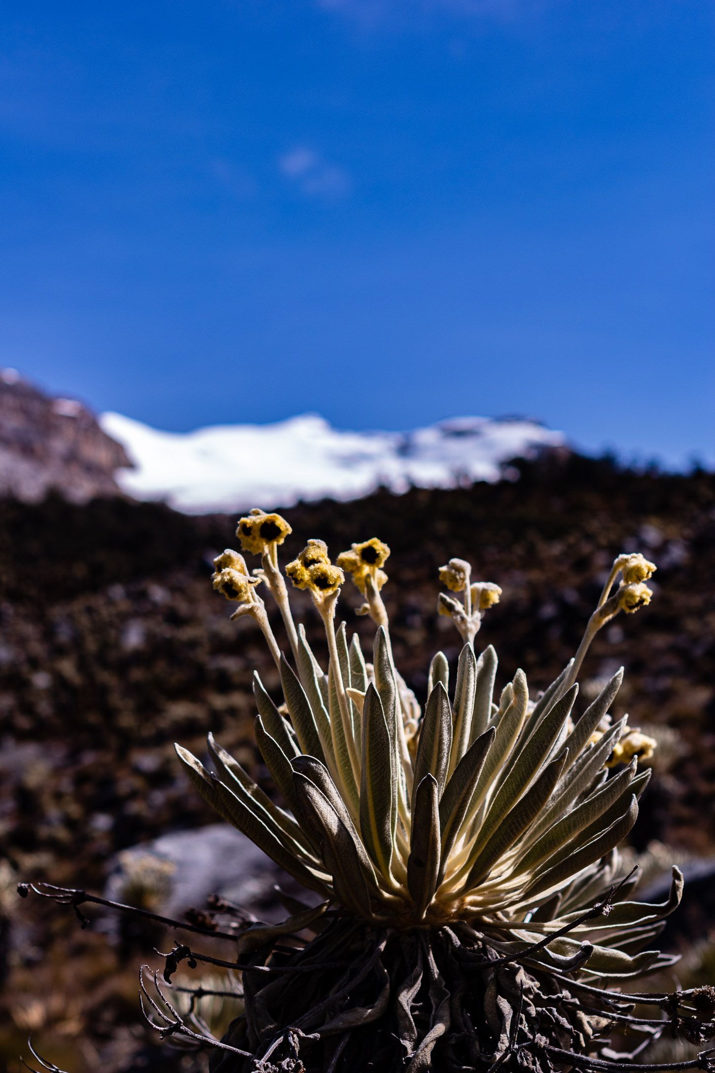 Frailejón del páramo